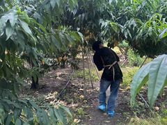 -老袁家蜜桃农场·阳山水蜜桃