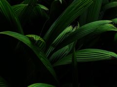 -深圳仙湖植物园