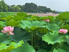 -金鸡湖桃花岛