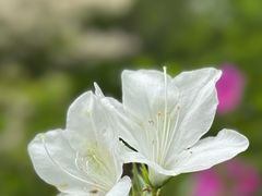 -木兰云雾山