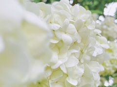 -上海滨江森林公园