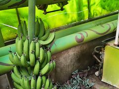 -呀路古热带植物园