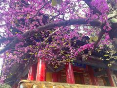 -西安市广仁寺