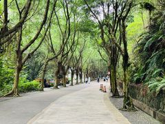 -滴水岩森林公园