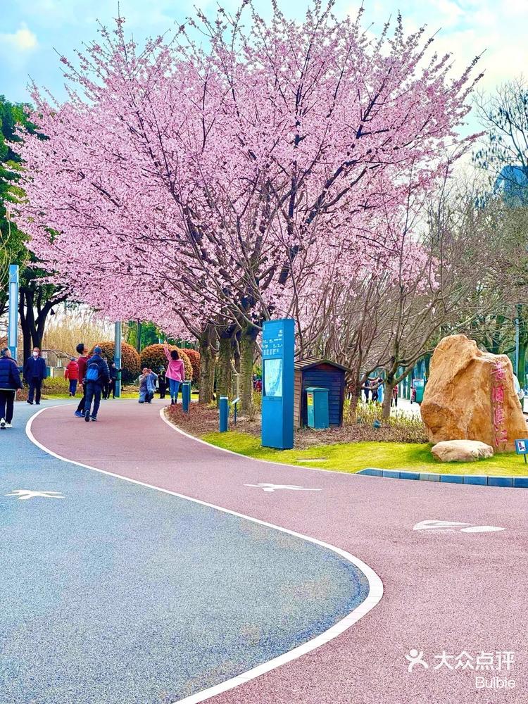 3月18日 16:01 关注 黄浦滨江的早樱开的正清香 2024的第一场樱花94