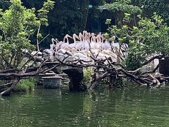 -广州长隆飞鸟乐园