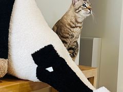 -Cappucimeow猫咪咖啡馆(韦伯时代店)