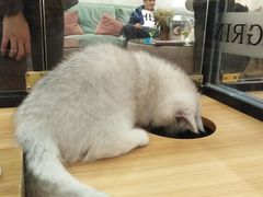 -袖虎·猫馆(体育西路店)
