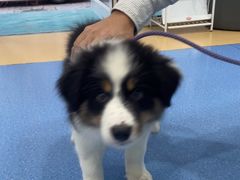 -天使宠物医院·犬猫分诊(彩虹店)