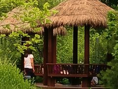-莲花池公园