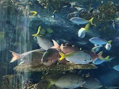 -上海海洋水族馆