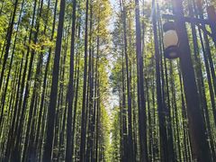 -山王坪喀斯特国家生态公园