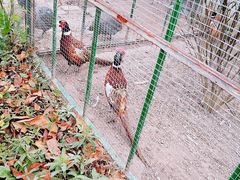 -江天生态园餐厅