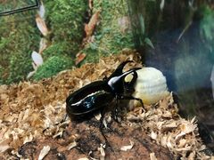 -上海大自然野生昆虫馆(东方明珠·爬宠昆虫探索中心)