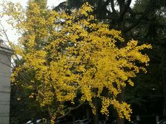 -上海虹桥迎宾馆