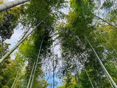 -上海佘山国家森林公园天马山园