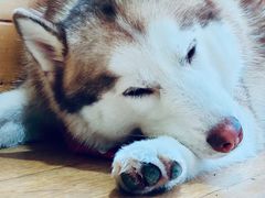 -Husky Go! 哈士奇体验馆·宠物咖啡厅狗咖