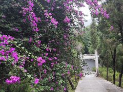 -深圳仙湖植物园