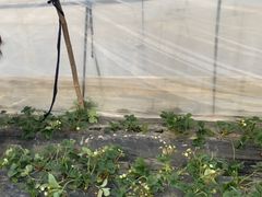 -小鱼草莓采摘园农家乐·小鱼餐厅