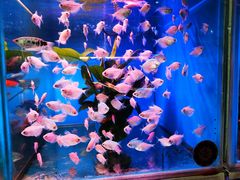 -桂林市花鸟市场