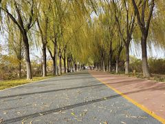 -大兴滨河森林公园