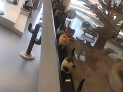 -飞行喵MR PILOT|猫舍·猫咖(静安大融城店)