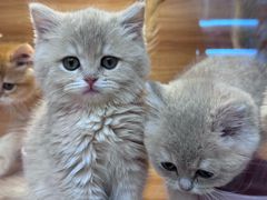 -猫十亿·布偶金渐层·曼基康矮脚猫舍(青年路店)