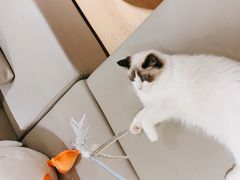 -猫腻·猫咖·撸猫馆(星光大道店)