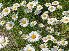 -汉长安城未央宫国家考古遗址公园