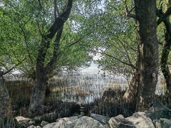 -宝安西湾红树林湿地公园