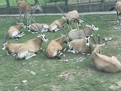 -上海野生动物园