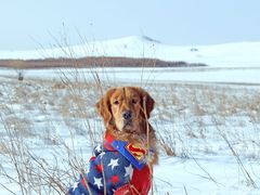 -超宠爱宠物摄影-Super pet