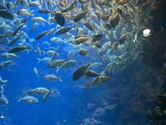 -海合安青岛极地海洋公园