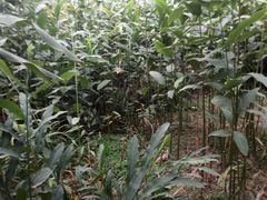 -广西壮族自治区药用植物园