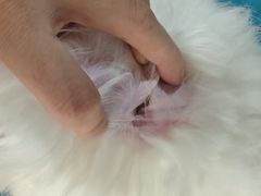 -佳雯宠物医院·皮肤科·内外科(春晓路分院)