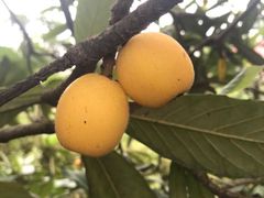 -塘栖枇杷特色园区