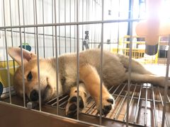 -柴犬高等学院·狗咖·柴犬售卖·宠物训练