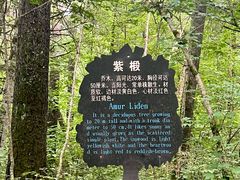 -五营红松林海景区