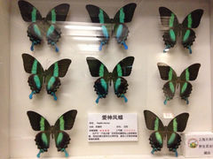 iphone_upload_pic-上海大自然野生昆虫馆