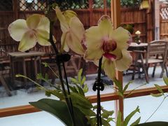 -佛有缘素食馆·荔湾老字号(陈家祠首店)