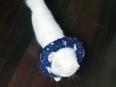 -顺强宠物诊所·狂犬免疫·夜诊·骨科(嘉定店)