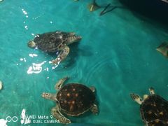 -泉城欧乐堡海洋极地世界