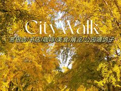 -三里屯东五街银杏大道