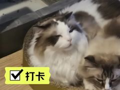 -白兔子密室(长寿路店)