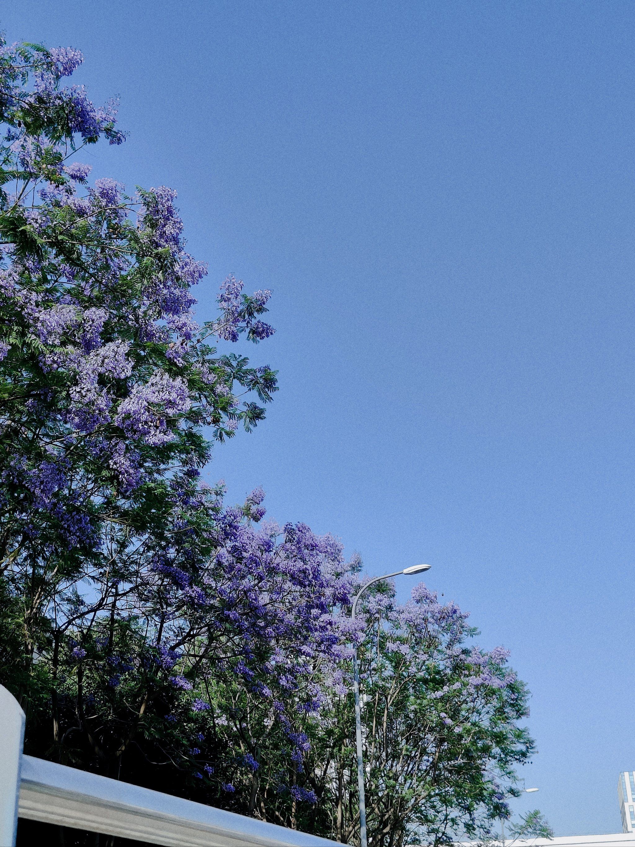 在成都街头,蓝花楹