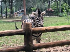 -大连森林动物园