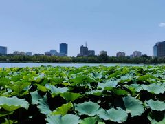 -莲花池公园