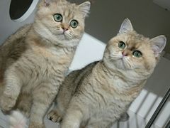 -东方名猫馆·英短金渐层布偶猫舍(环线广场1号楼店)