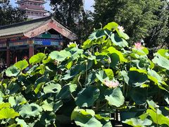 -莲花池公园