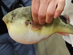 -长顺河豚馆(江洲东路)